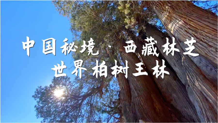 疯狂球球极限求生